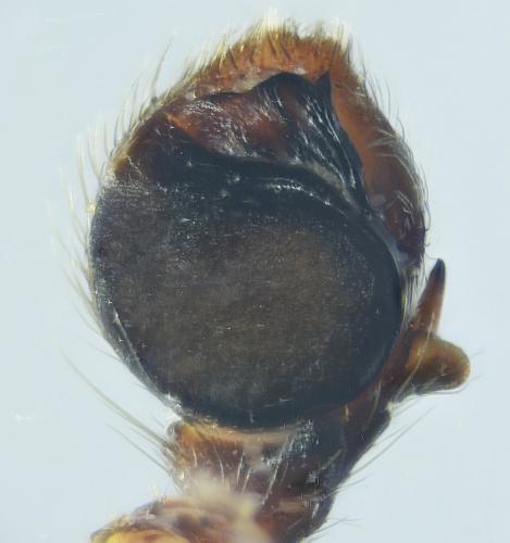 Réf. 292 606 : Pistius truncatus